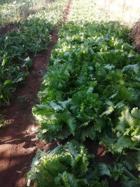 Peter Ndoro's farm